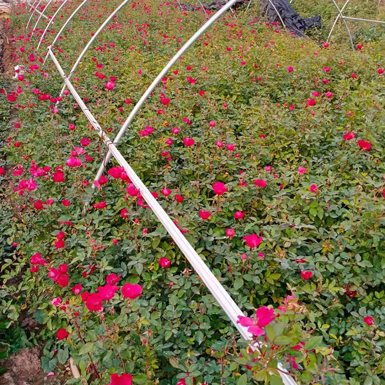 丰花月季预定 丰花月季绿化苗批发商 基地直销丰花月季