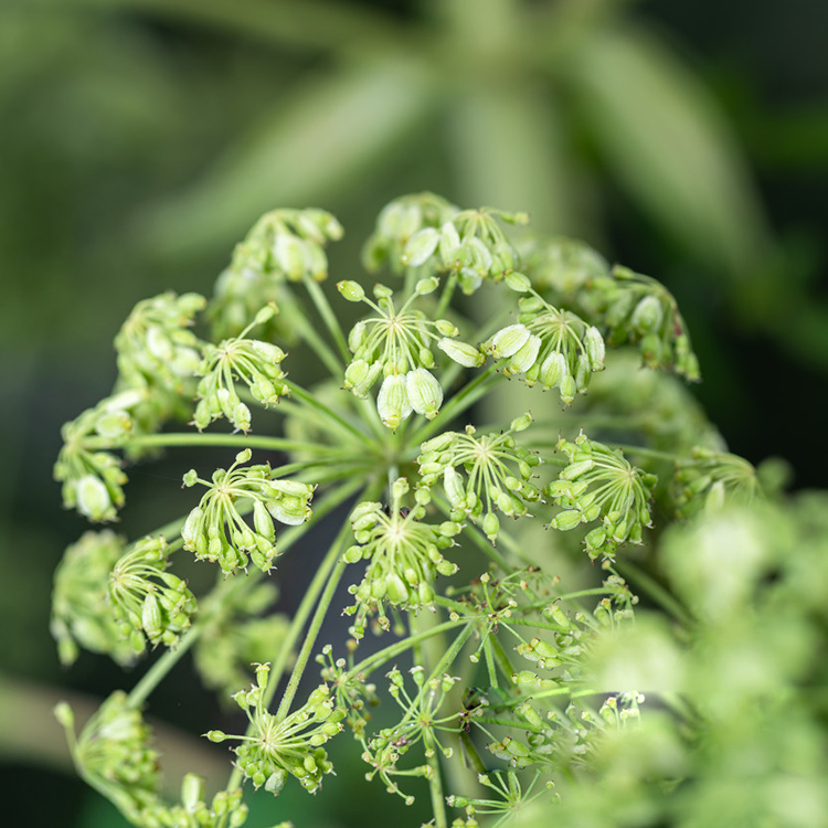 白芷亩产量 白芷种子批发