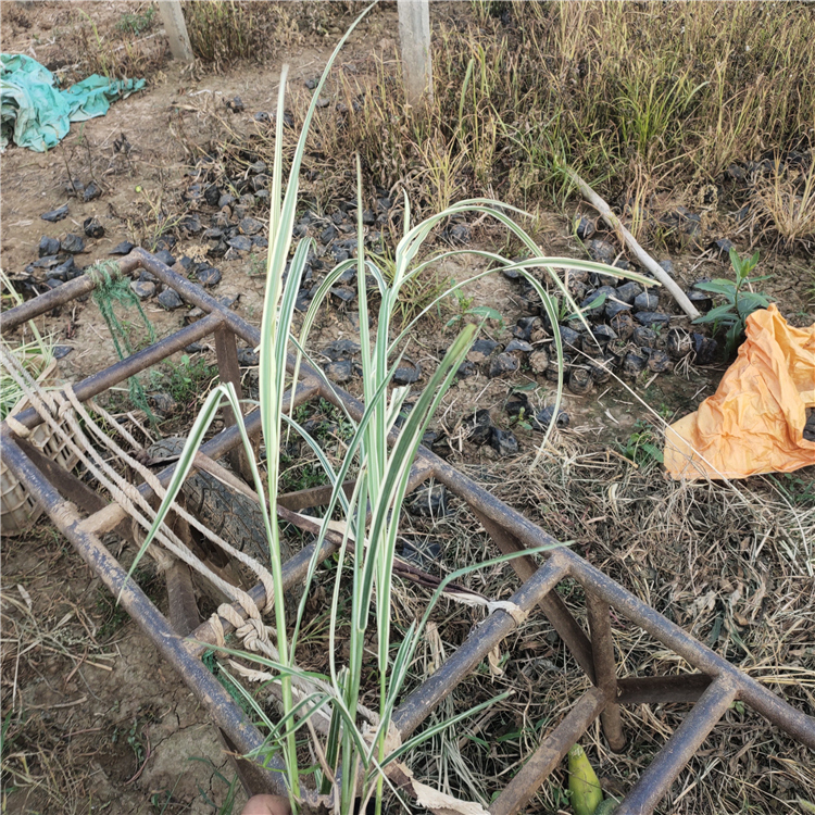 花叶芒 观赏草批发花叶芒行情 苗圃批发