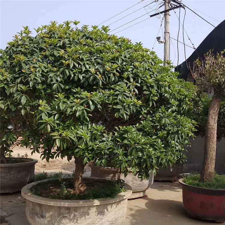 桂花种植基地 基地种植供应桂花树 基地直发