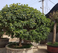桂花种植基地 基地种植供应桂花树 基地直发