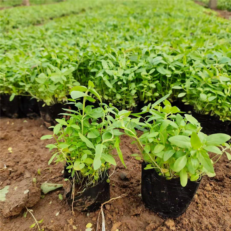 订购报价 千屈菜价格优惠 青州千屈菜小苗