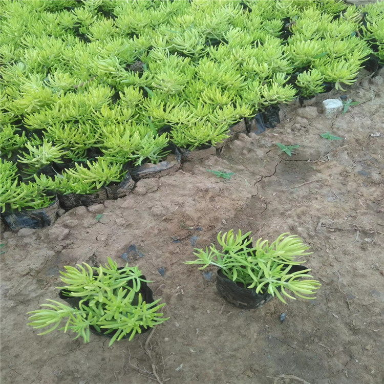 黄金佛甲草苗 佛甲草 山东青州宿根草花基地出售绿叶佛甲草 金叶佛甲草宿根花卉 佛甲草供应商