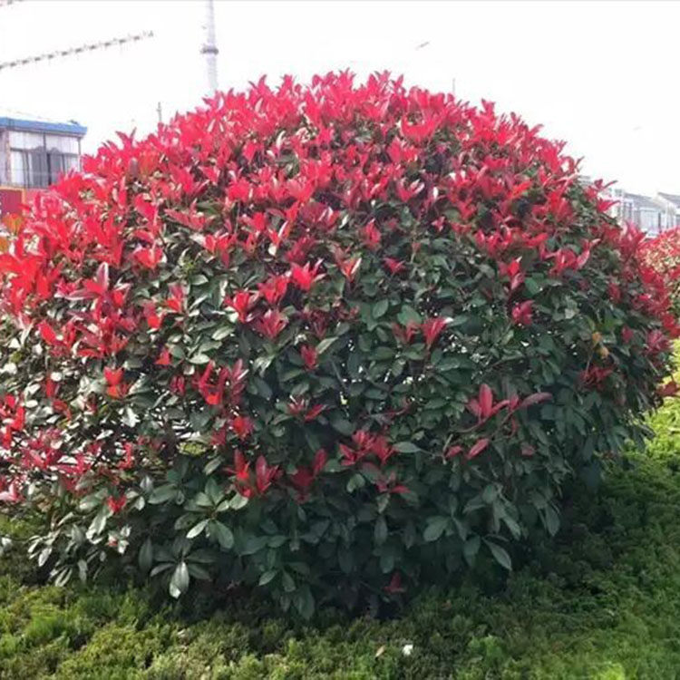 苗圃直供红叶石楠 红叶石楠工程苗销售