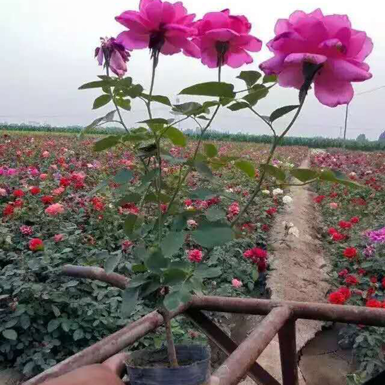 大花月季行情 大花月季 基地种植