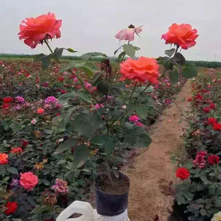 月季苗 大花月季培育 月季种植基地
