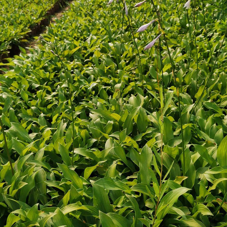 大量花卉苗 玉簪 紫花玉簪营养杯 优惠出售【顺和花卉】