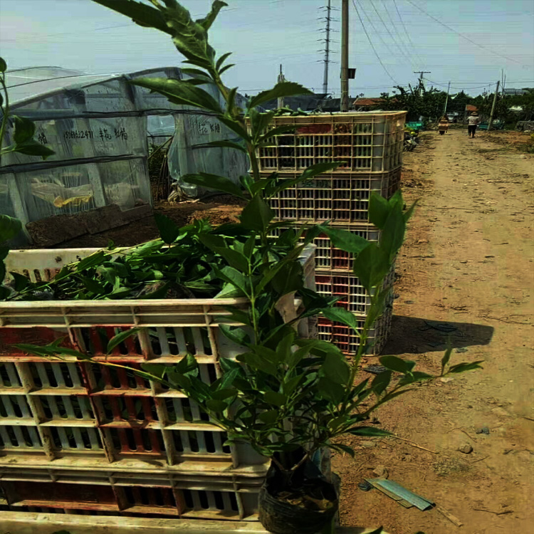 连翘价格 连翘出售 连翘种植基地