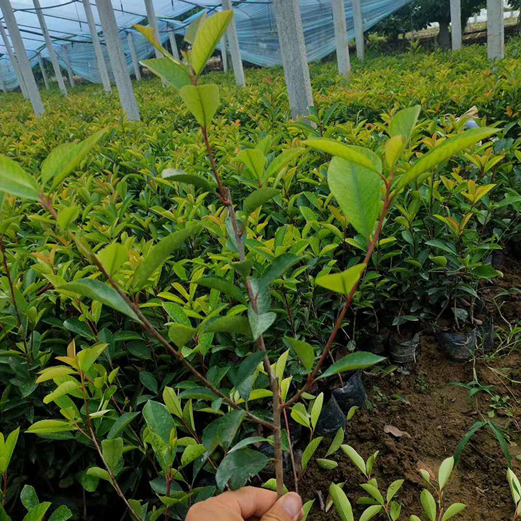 绿化用红叶石楠小苗  好成活 长势好 双亚花卉