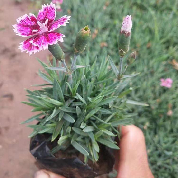 批发【彩虹石竹】价格 青州彩虹石竹批发行情 彩虹石竹小苗价格