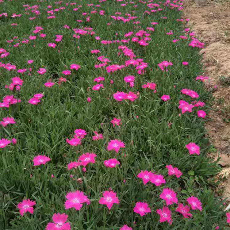 欧石竹花期长 基地直销欧石竹_深粉色欧石竹种苗