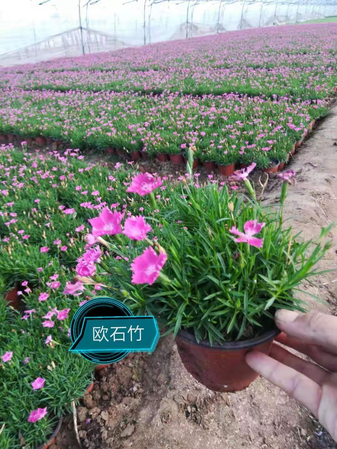 欧石竹价格 瑞生园欧石竹基地