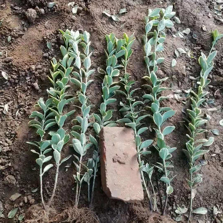 秀明金边黄杨种植基地 好成活的绿化苗木批发
