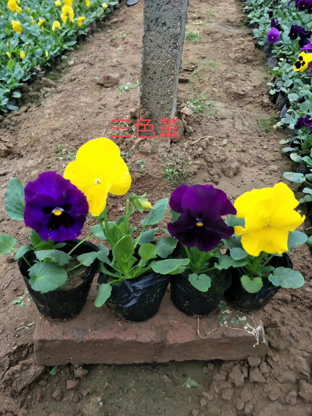 三色堇价格  三色堇价格  三色堇供货商