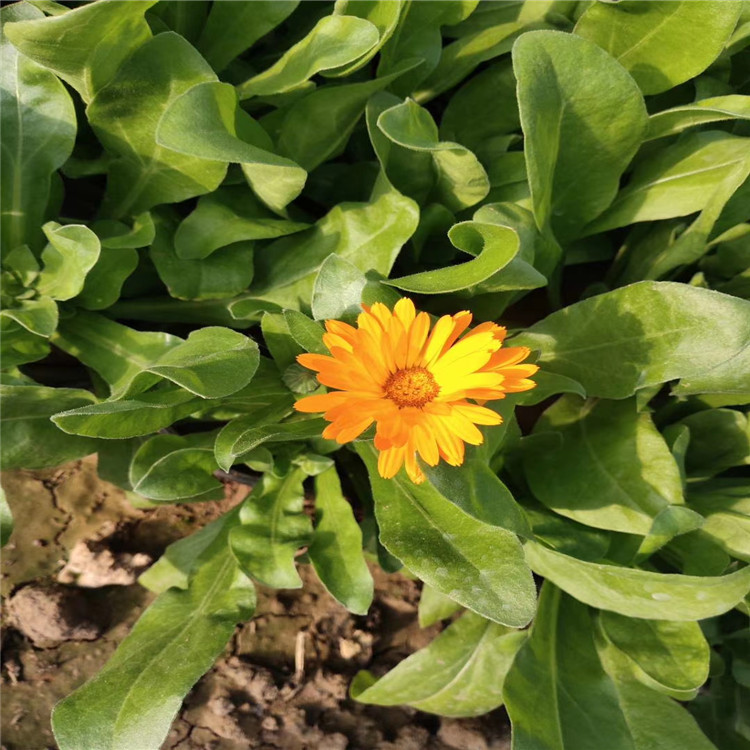 金盏菊 金盏菊价格 金盏菊直销