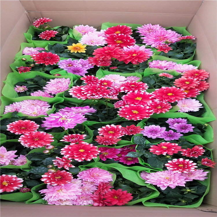 小丽花 小丽花批发 小丽花供应 青州江瑞小丽花