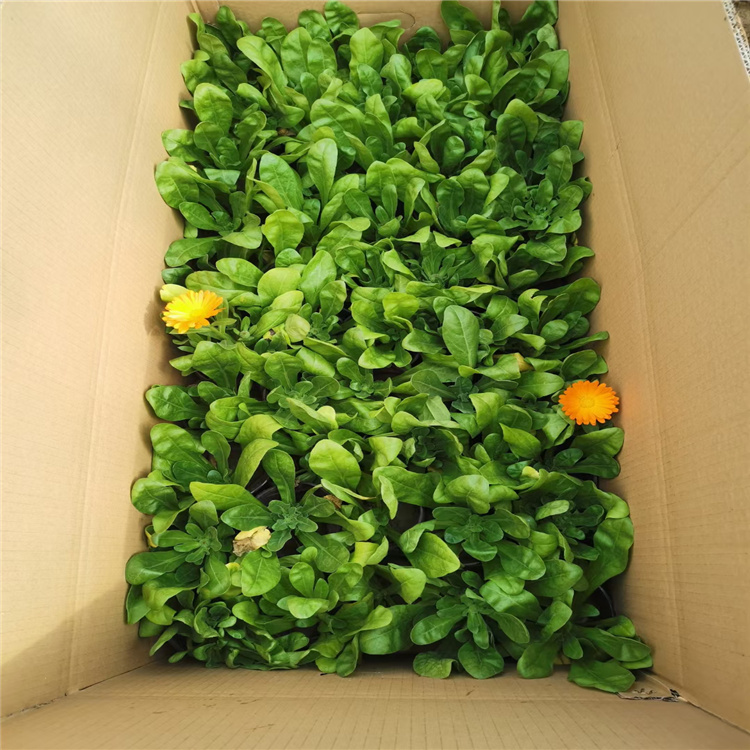金盏菊价格 四季草花金盏菊
