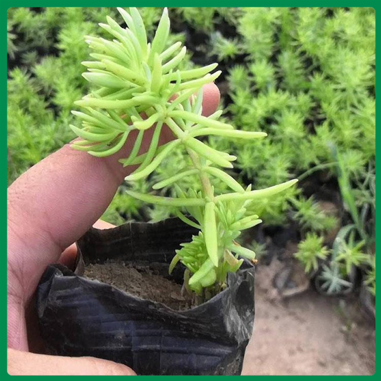 佛甲草 诺森花卉基地 好货预定