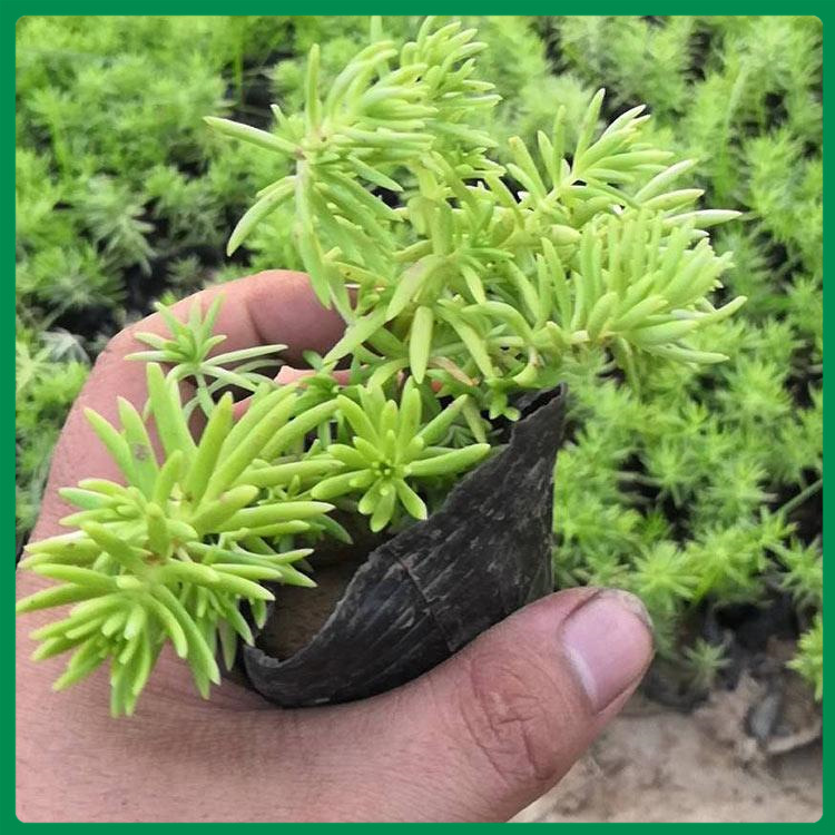诺森花卉多年生佛甲草价格 价格优惠