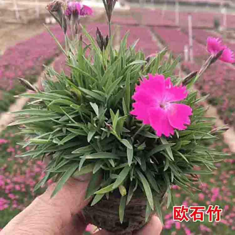 花海品种欧石竹  欧石竹小苗培育基地  青泰批发