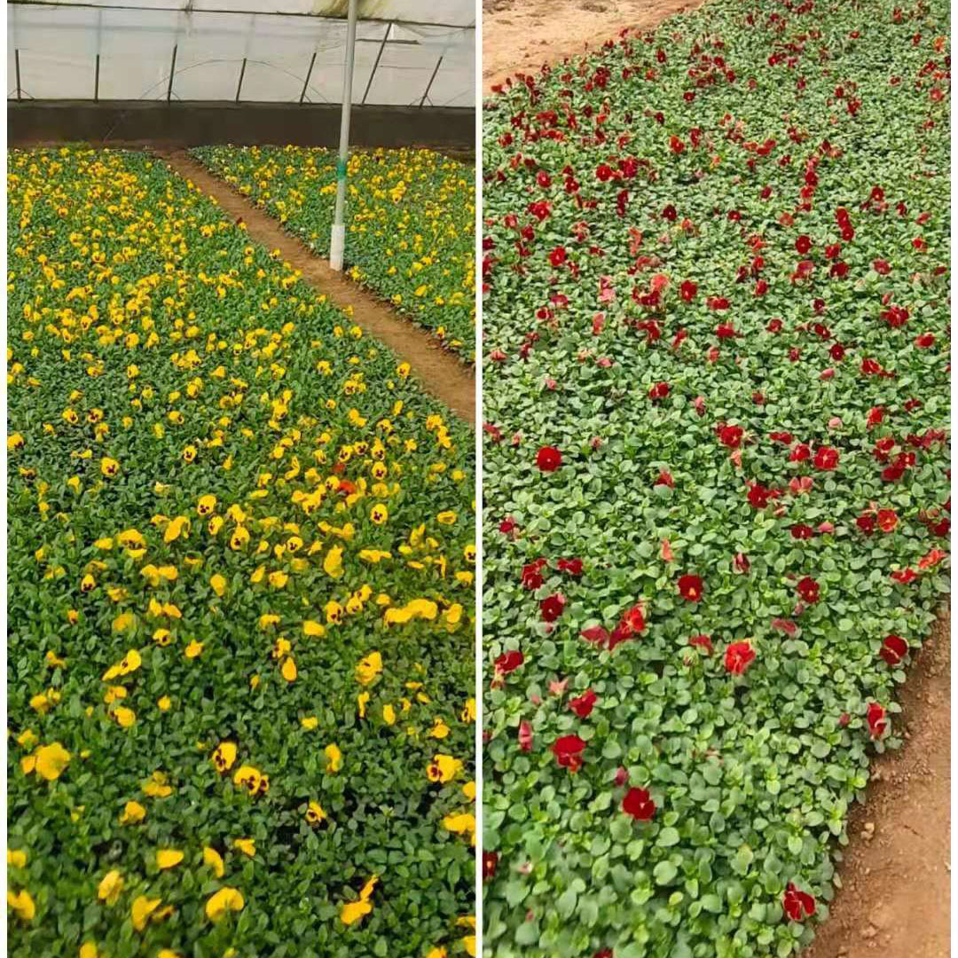 三色堇  耐寒草花基地出售三色堇盆栽 花色丰富艳丽 三色堇养护简单