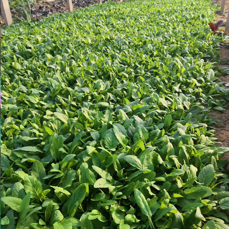 宿根鼠尾草 量大优惠 观赏草 鼠尾草销售