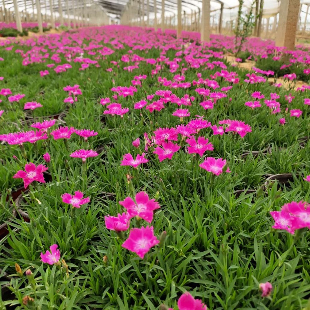 花海用花欧石竹杯苗 欧石竹价格  欧石竹种植基地