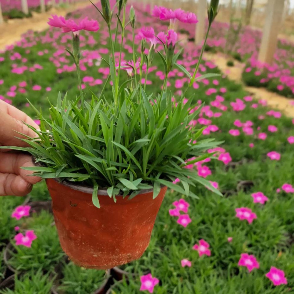 绿植盆栽欧石竹 欧石竹基地  花海品种