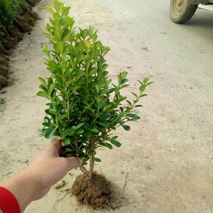 顺景源批售 瓜子黄杨供应 花黄绿色瓜子黄杨