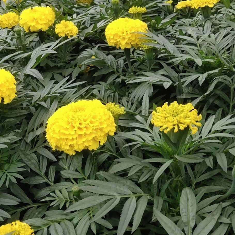 万寿菊小苗 万寿菊行情 庭院花卉