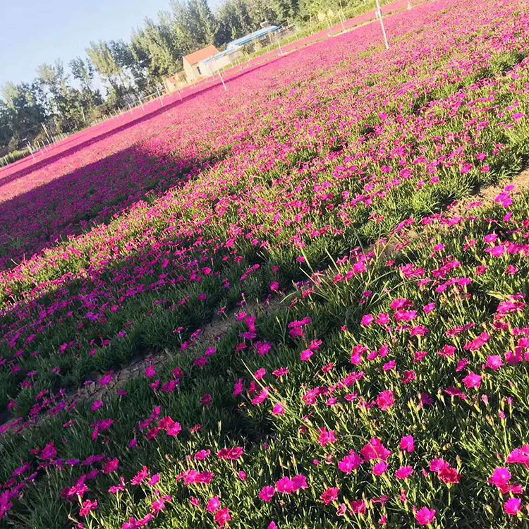 欧石竹小苗 报价优惠 欧石竹小苗基地