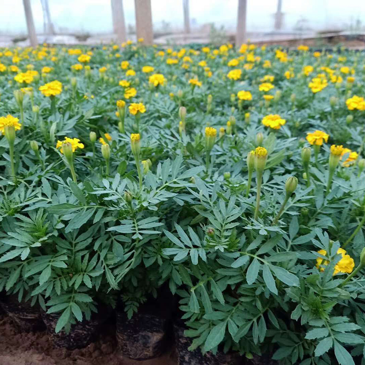 孔雀草小苗 孔雀草供货商 订购报价
