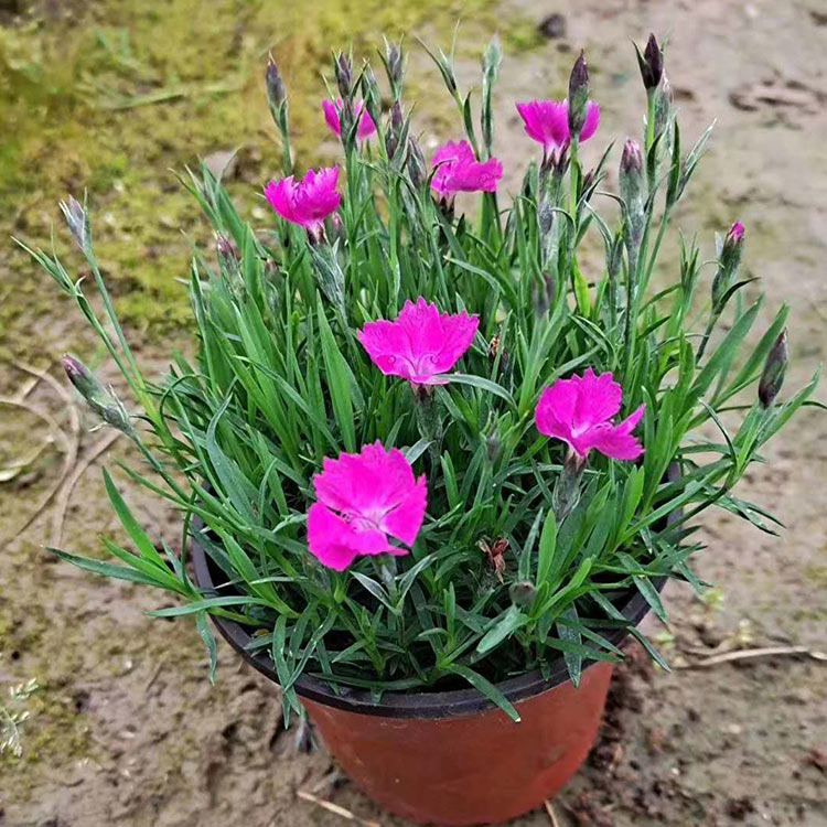 地被草花欧石竹供应 青州欧石竹种植基地出售