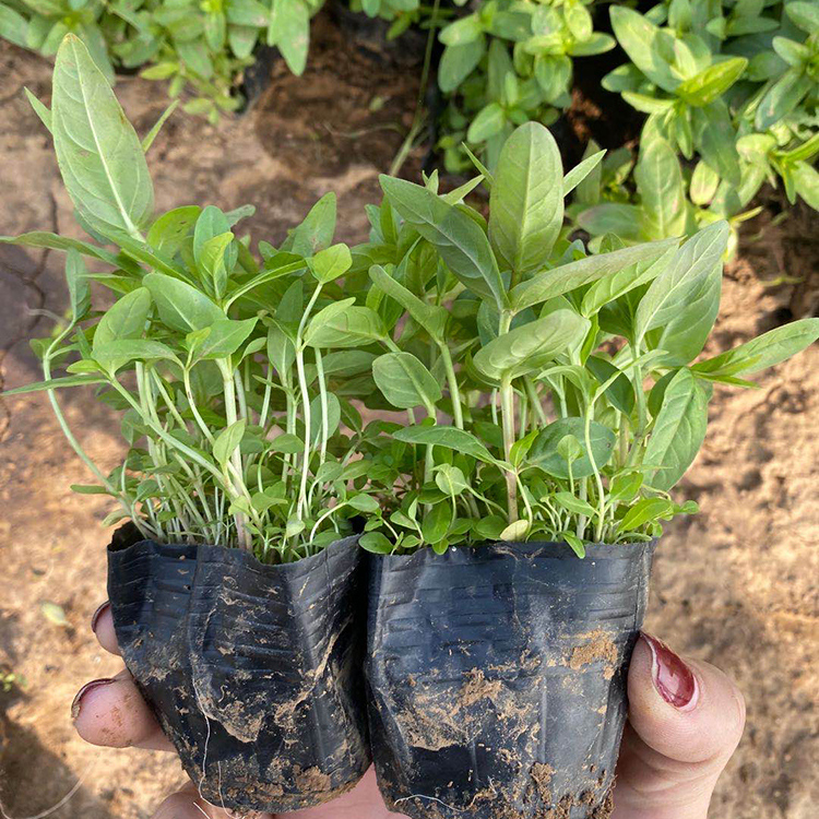 大量批发 千屈菜批发 青州千屈菜观赏苗
