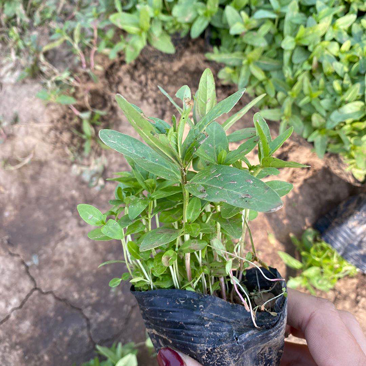 多年生草本 千屈菜基地 山东千屈菜小苗