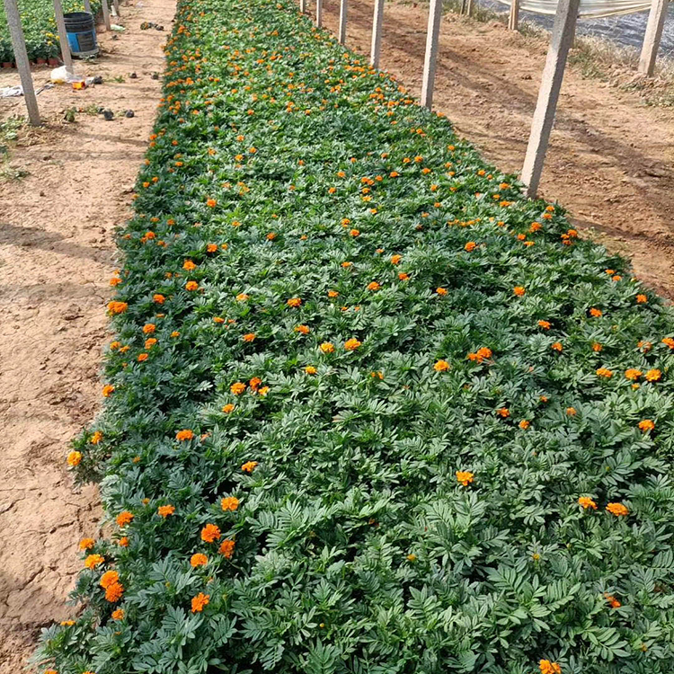孔雀草种植基地 规格可选 观赏孔雀草