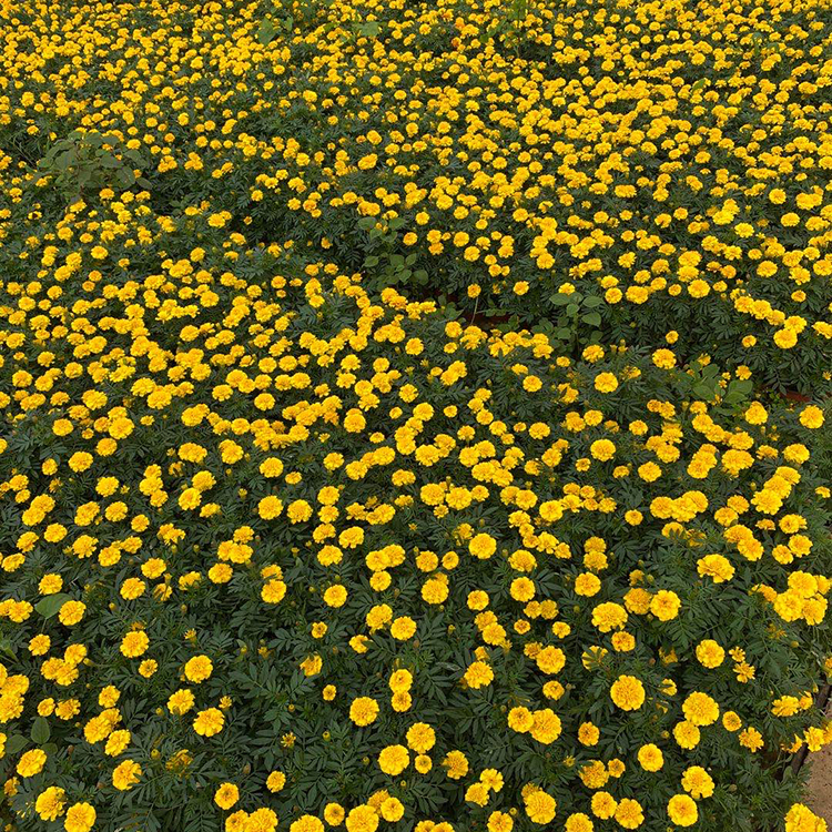 庭园栽培花卉 观赏花卉孔雀草 青州草花基地 孔雀草批发商