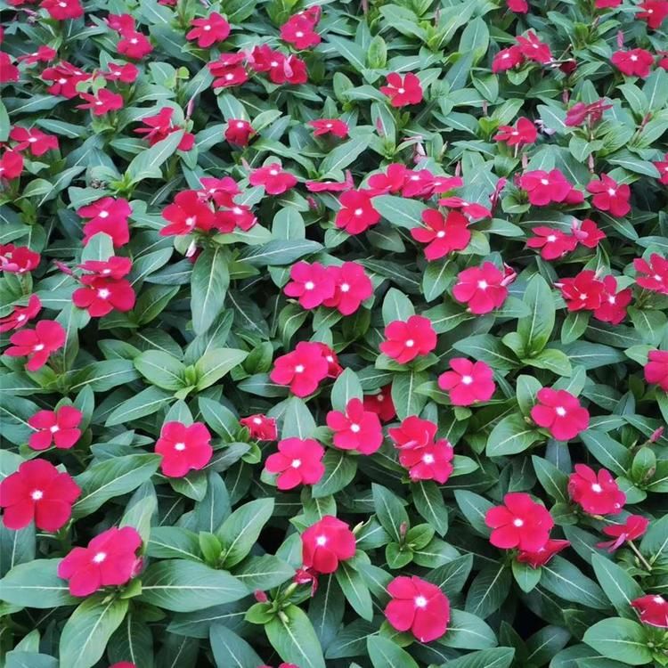 青州长春花   长春花培育基地青州文豪花卉