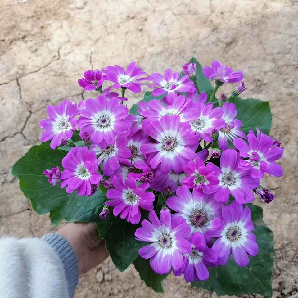 大量出售瓜叶菊 青州瓜叶菊基地 预购从速