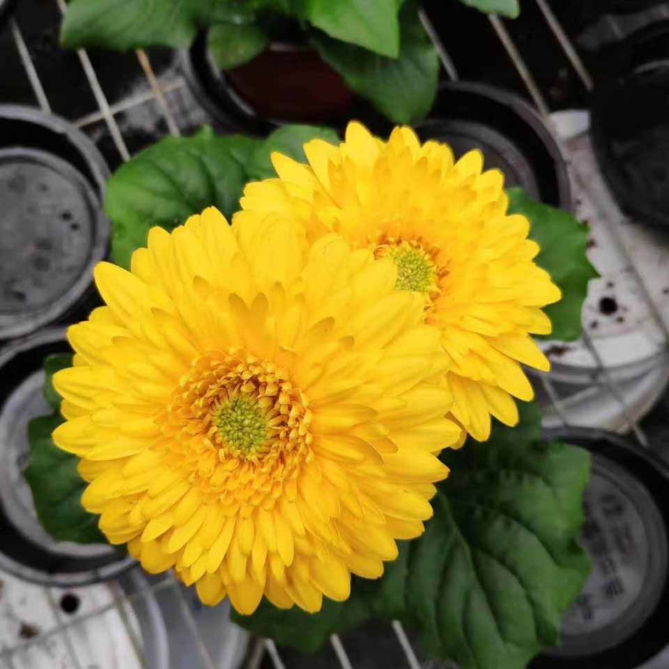 非洲菊批发基地 非洲菊供应商 青州非洲菊批发