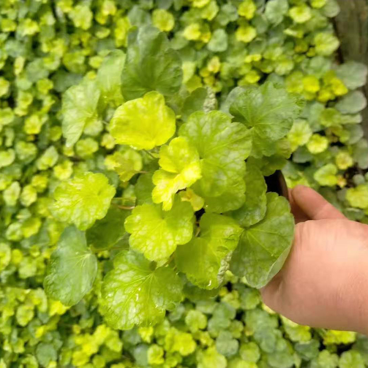 花色鲜艳 出售矾根小苗 青州矾根培育基地
