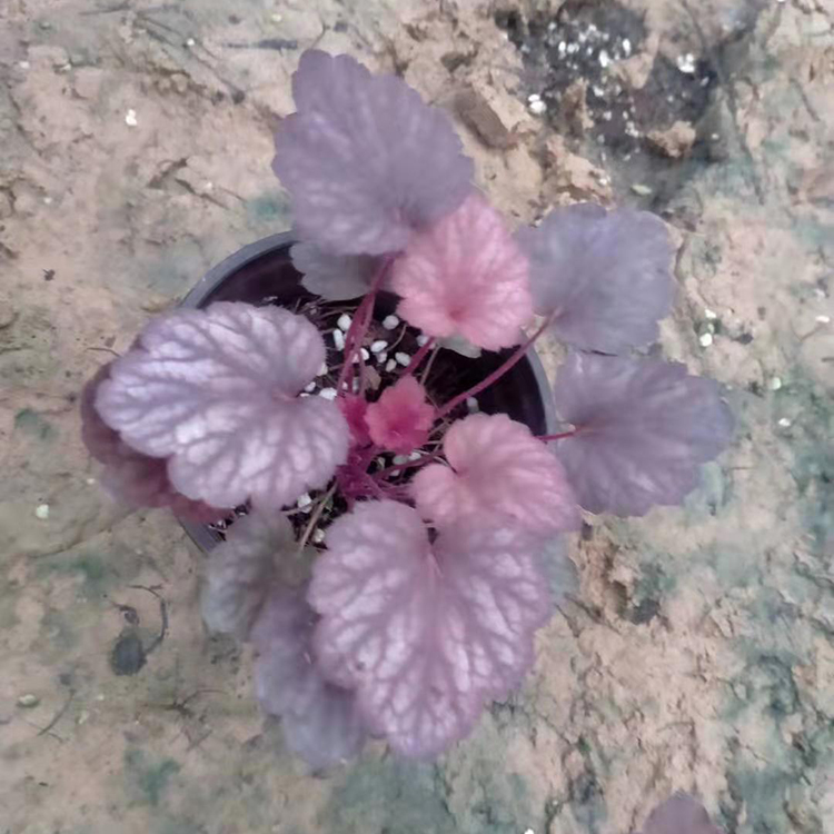 花色鲜艳 矾根盆栽 山东矾根批发商