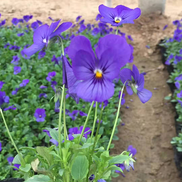 三色堇杯苗 青州三色堇供应商 苗圃供应