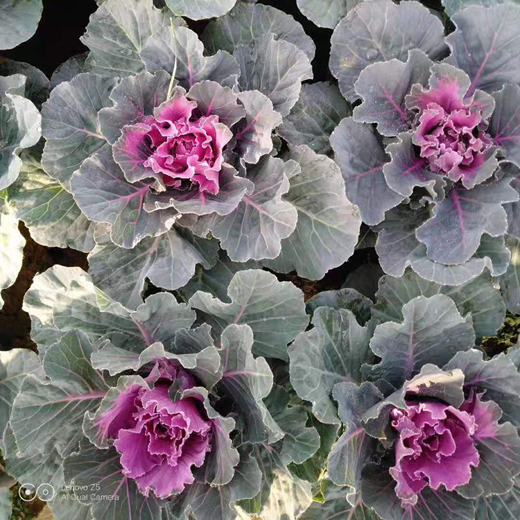 羽衣甘蓝报价 牡丹菜 山东一二年生草本植物 欢迎咨询
