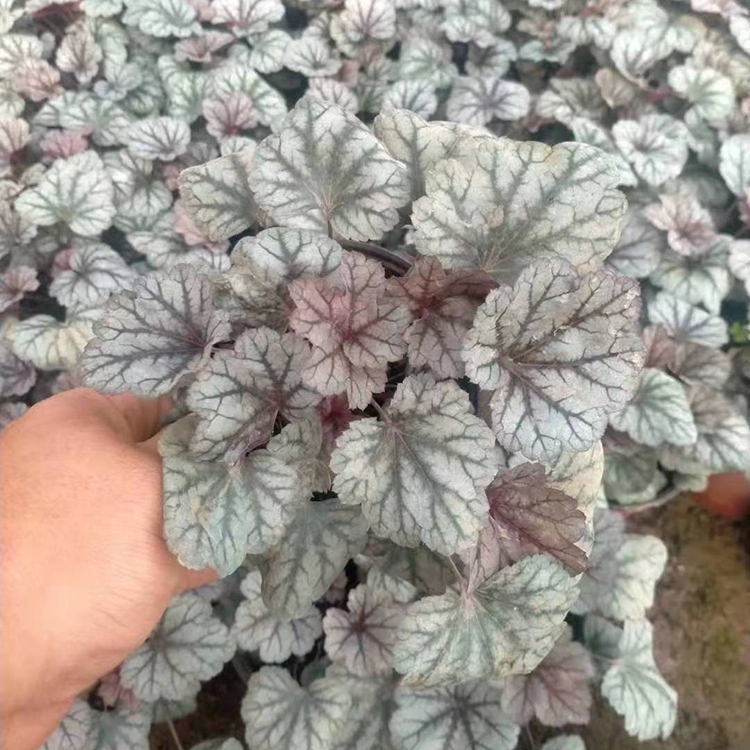 株姿优雅 大盆矾根 山东矾根批发商