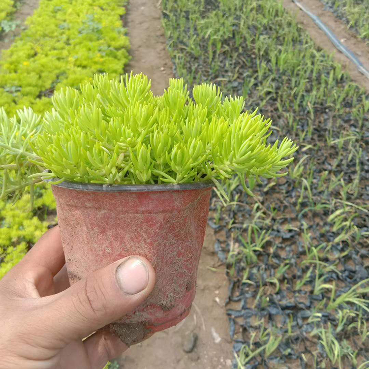 黄金条培育 青州黄金条