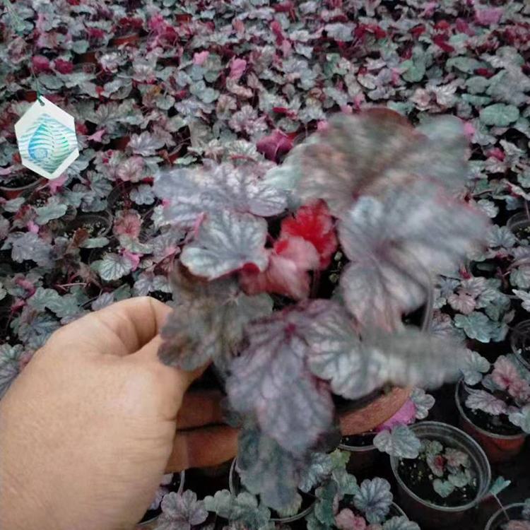 株姿优雅 大盆矾根 山东矾根种植基地