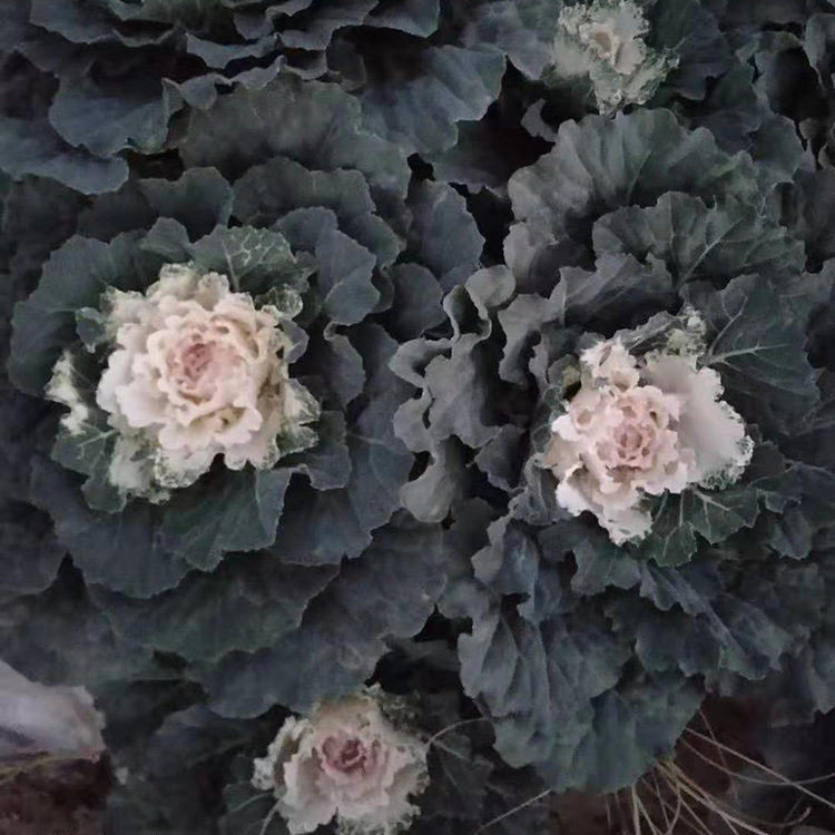 价格实惠 牡丹菜 羽衣甘蓝行情