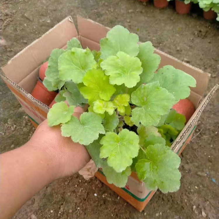 喜光照 矾根盆栽 山东矾根培育基地
