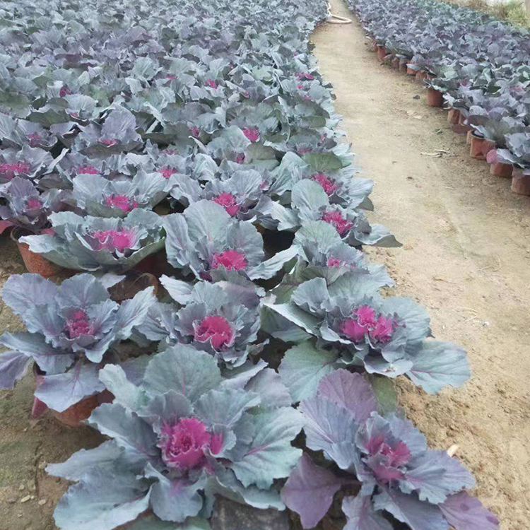 欢迎咨询 绿化用羽衣甘蓝 羽衣甘蓝批发商